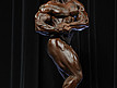 Aronold Classic 2012 - Prejudging